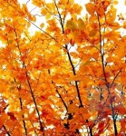 autumn