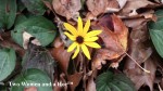 flower 2