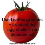 tomato