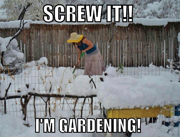gardening in snow
