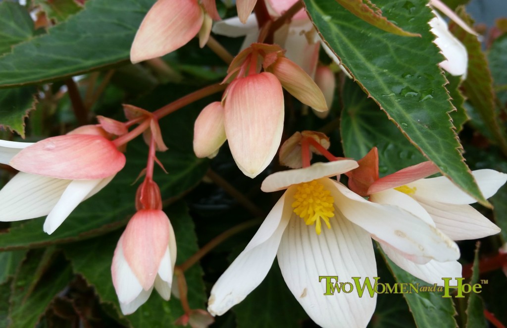 This White Dragon Fly Begonia is so delicate. Perfect for shade gardens.