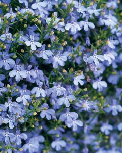 Laguna Sky Blue Lobelia