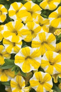 Superbells Lemon Slice Calibrachoa