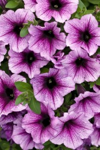 Supertunia Bordeaux Petunia