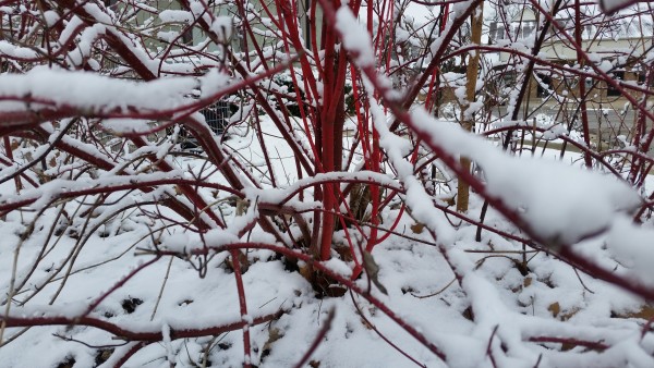 Red Twig Dogwood Cornus alba 'Sibirica'