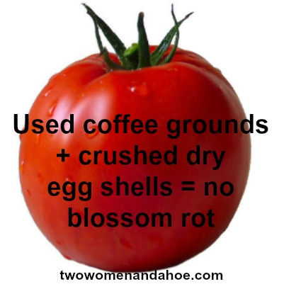 Organic Gardening Coffee Grounds Egg, Coffee Grounds For Tomato Plants